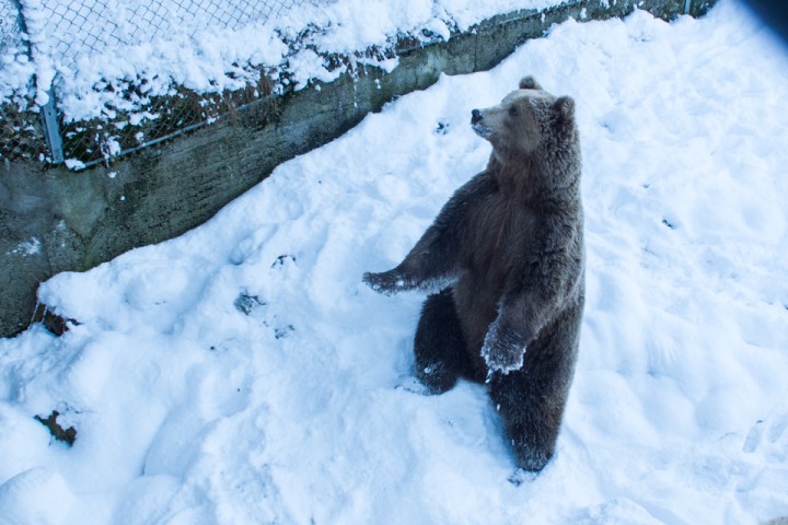 Vi holder til i bjørneland, så Cato har noen gode bjørnehistorier på lur. Kanskje får vi treffe bamse også.
