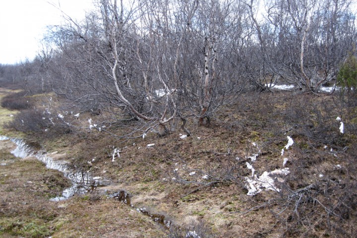 Spor etter vinterleir ved Stabursvatna på Finnmarksvidda. Ved bålplassen fløyt det med hermetikkbokser og plastikk.
