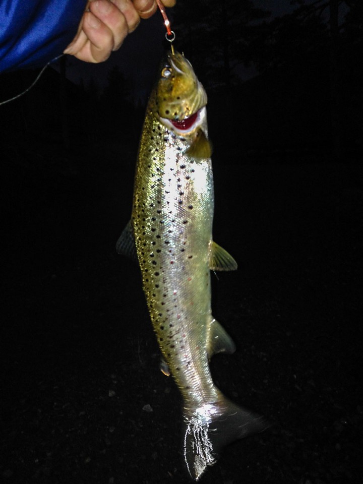 Årets siste, og minste fisk i Indre-Troms. En ørret på 3-400 gram.